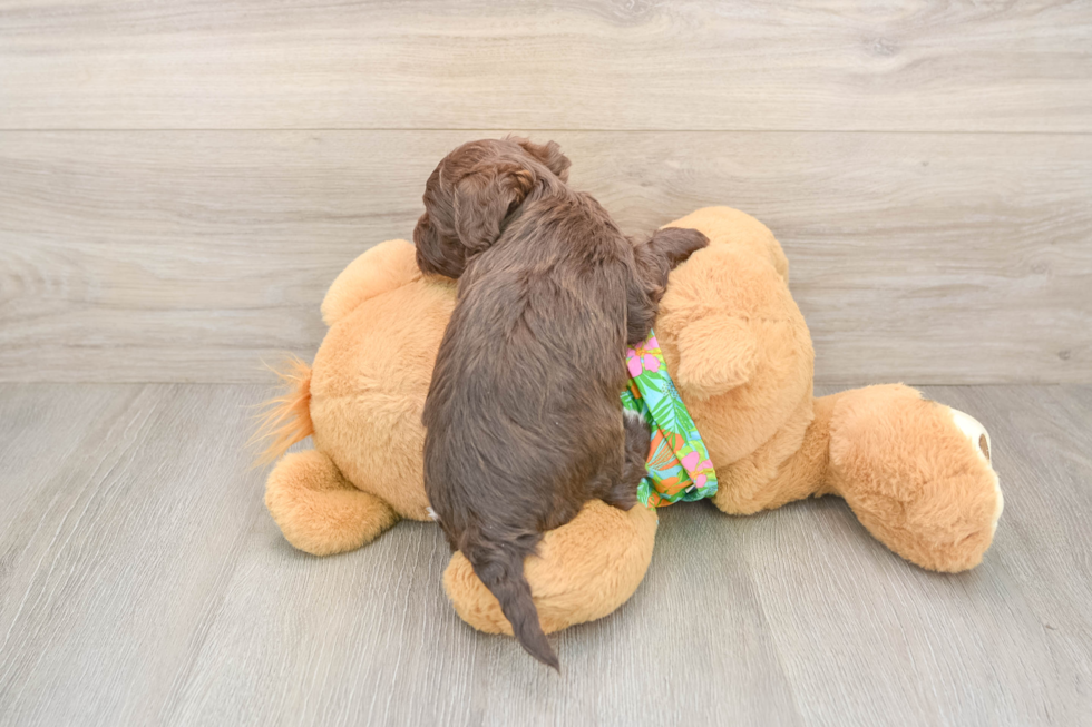 Playful Havadoodle Poodle Mix Puppy