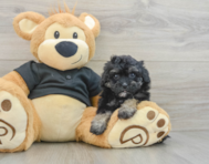 8 week old Havapoo Puppy For Sale - Puppy Love PR