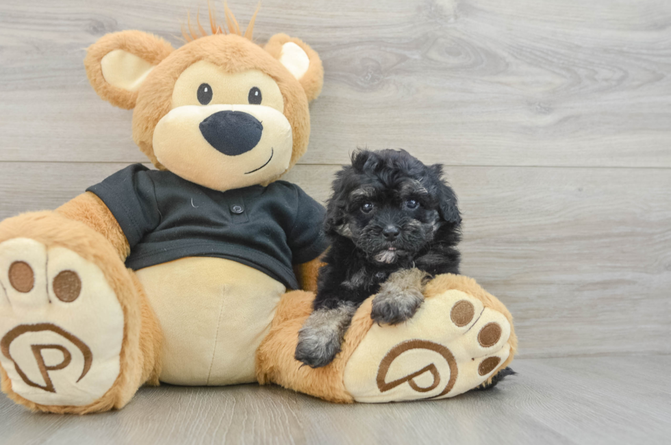 5 week old Havapoo Puppy For Sale - Puppy Love PR