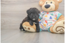 Havapoo Pup Being Cute