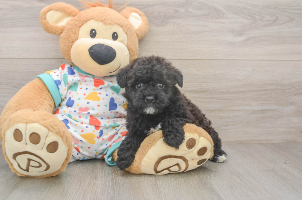 5 week old Havapoo Puppy For Sale - Puppy Love PR