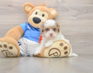 7 week old Havapoo Puppy For Sale - Puppy Love PR