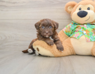 7 week old Havapoo Puppy For Sale - Puppy Love PR