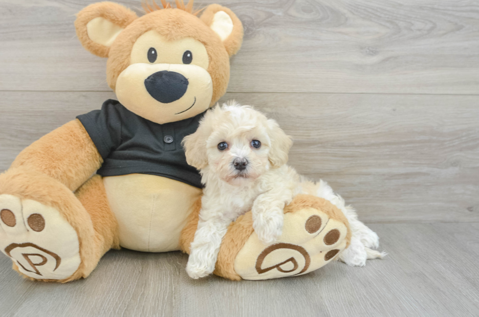 5 week old Havapoo Puppy For Sale - Puppy Love PR