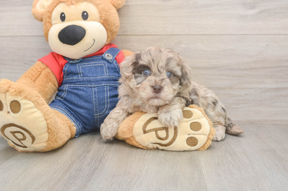 5 week old Havapoo Puppy For Sale - Puppy Love PR