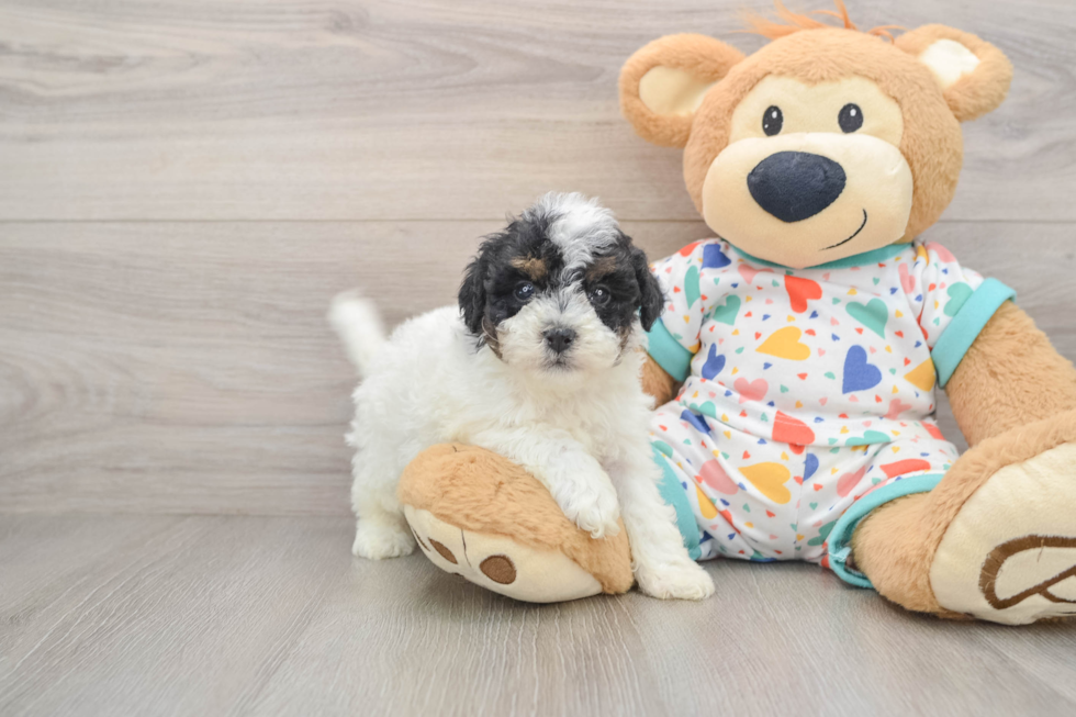 Small Havapoo Baby