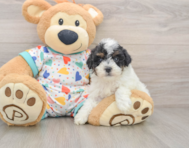 7 week old Havapoo Puppy For Sale - Puppy Love PR