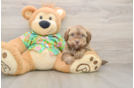 Havapoo Puppy for Adoption