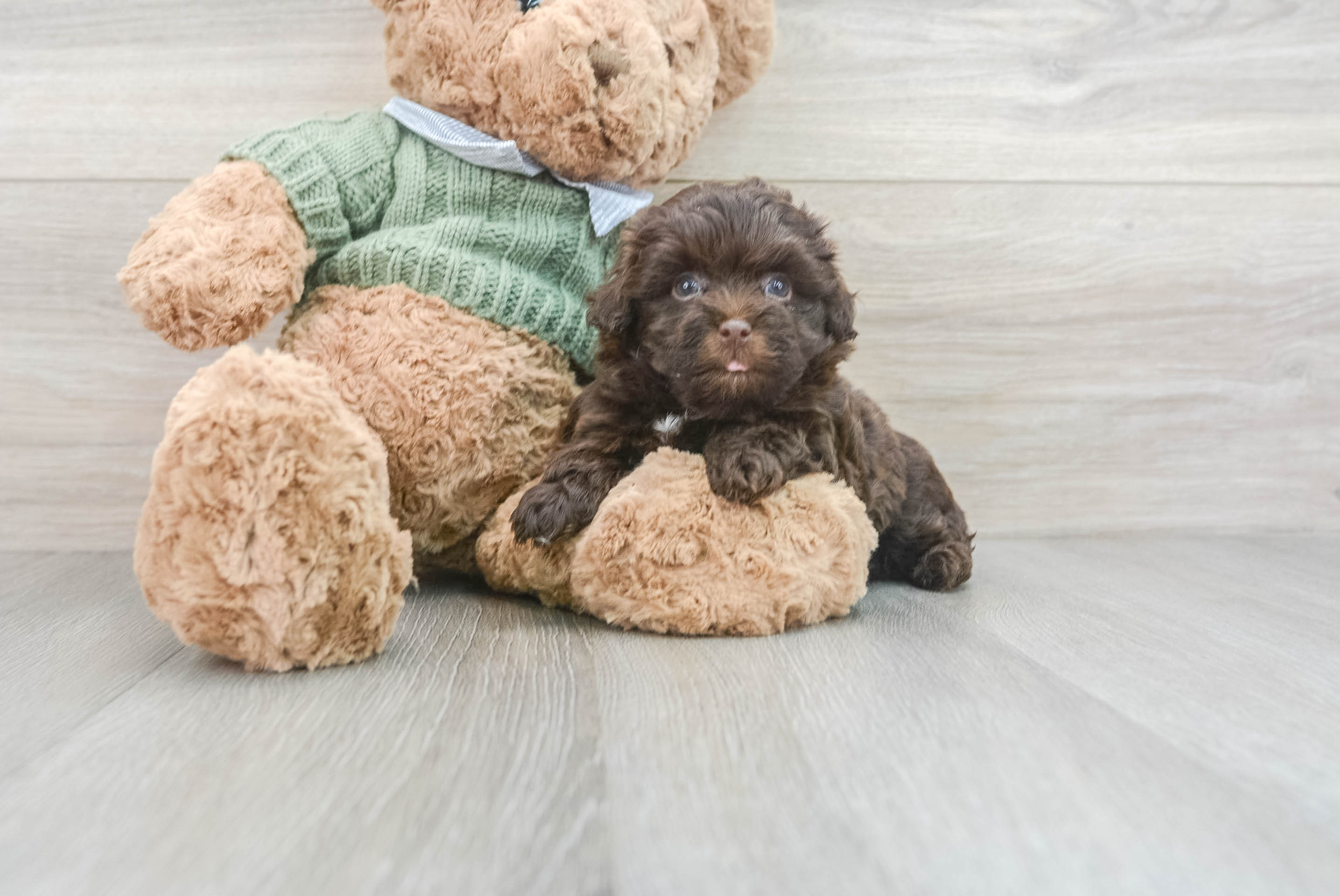 Funny Havapoo Poodle Mix Pup