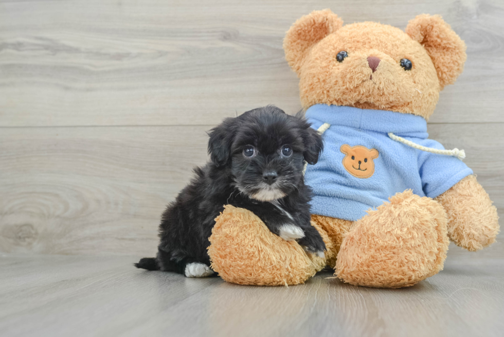 Playful Havadoodle Poodle Mix Puppy