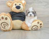 7 week old Havapoo Puppy For Sale - Puppy Love PR