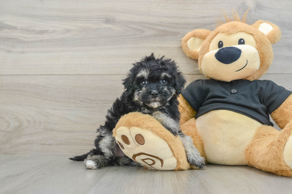 5 week old Havapoo Puppy For Sale - Puppy Love PR