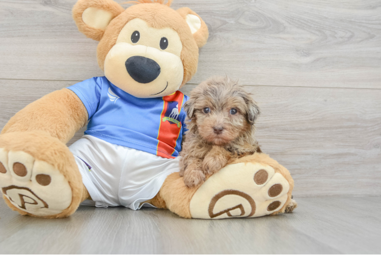 Havapoo Puppy for Adoption