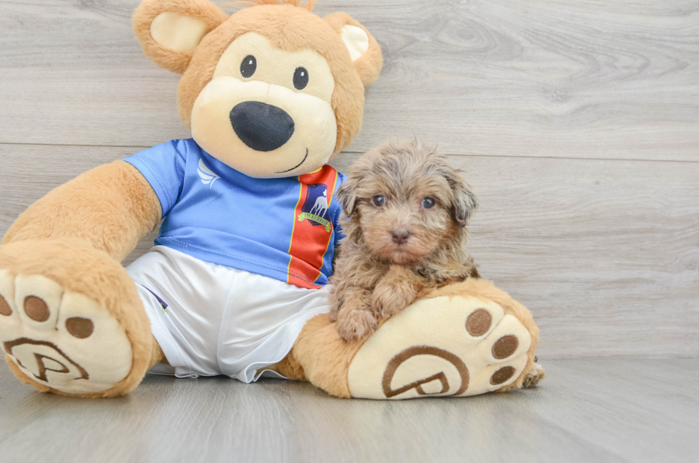 5 week old Havapoo Puppy For Sale - Puppy Love PR