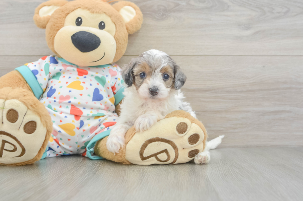 5 week old Havapoo Puppy For Sale - Puppy Love PR