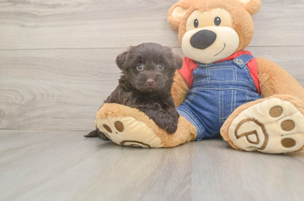 5 week old Havapoo Puppy For Sale - Puppy Love PR