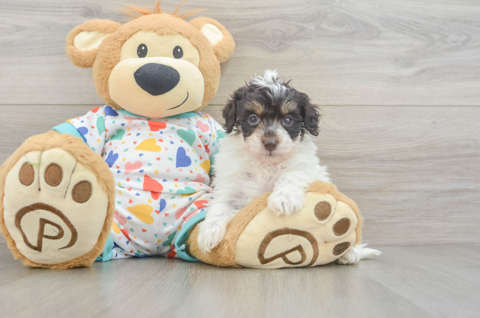5 week old Havapoo Puppy For Sale - Puppy Love PR