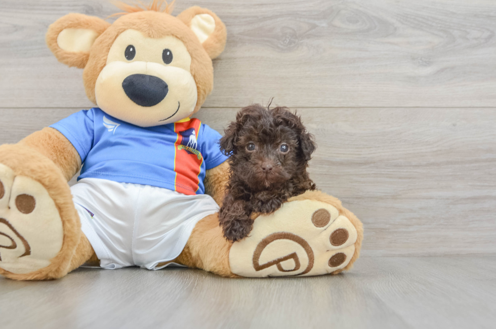 5 week old Havapoo Puppy For Sale - Puppy Love PR