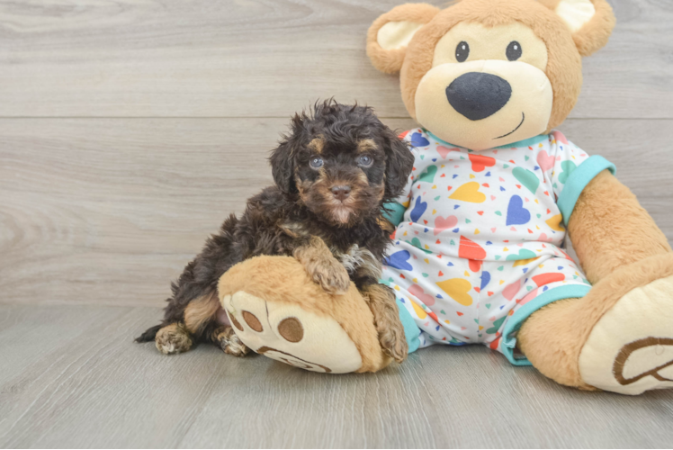 Havapoo Pup Being Cute