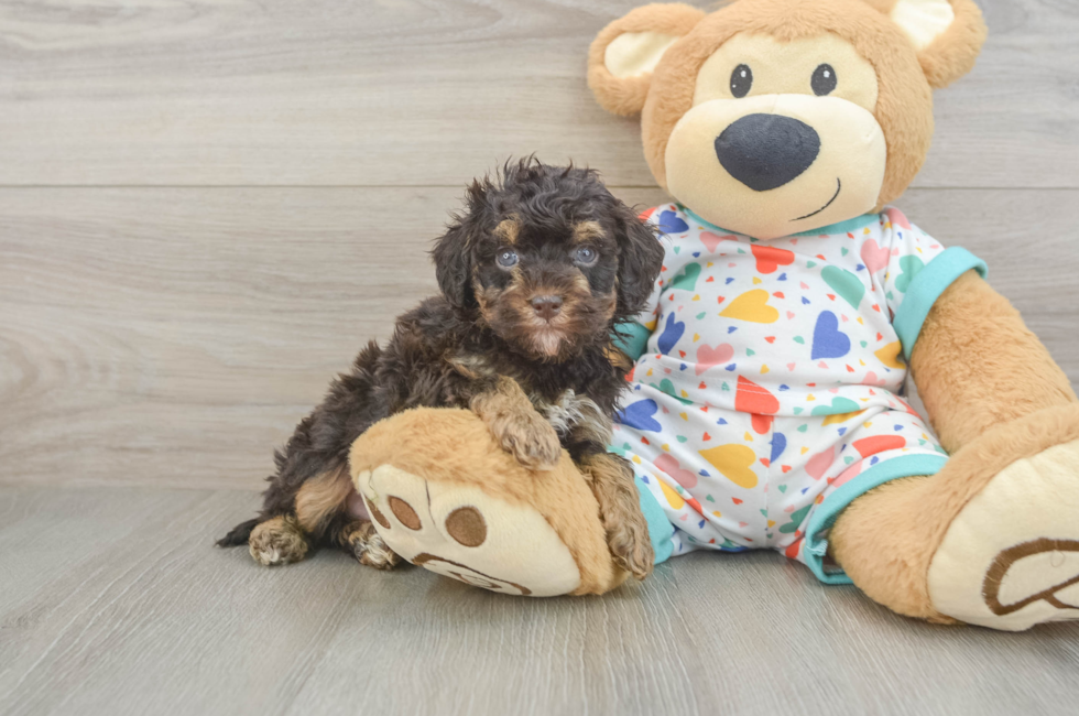 5 week old Havapoo Puppy For Sale - Puppy Love PR