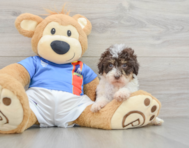 8 week old Havapoo Puppy For Sale - Puppy Love PR