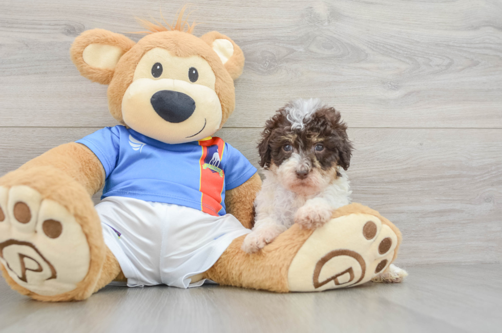 5 week old Havapoo Puppy For Sale - Puppy Love PR