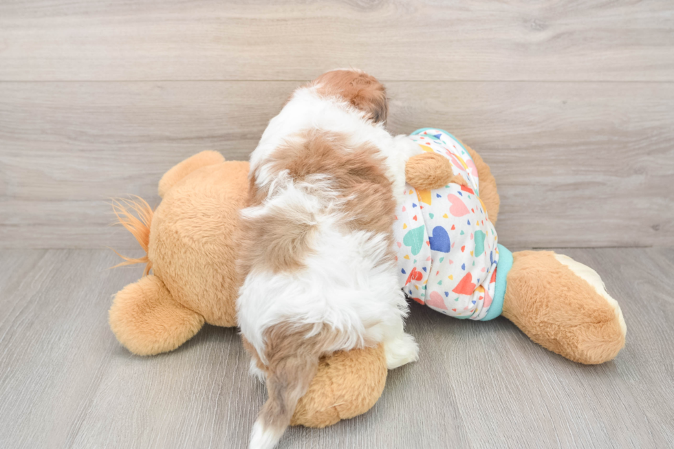 Havapoo Pup Being Cute