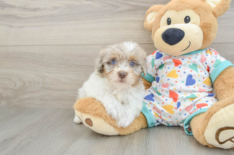 5 week old Havapoo Puppy For Sale - Puppy Love PR