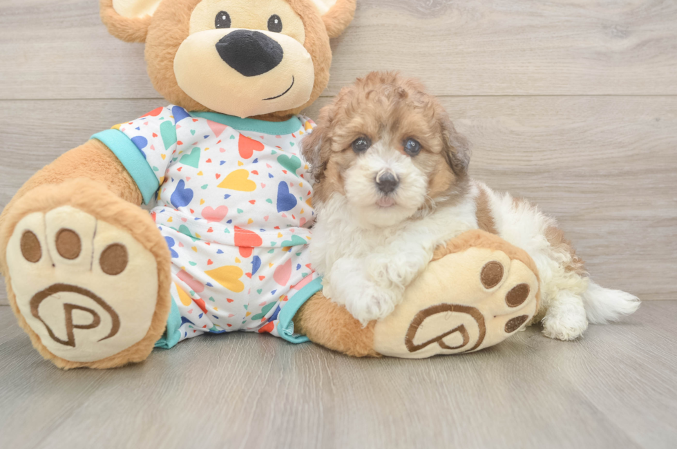 5 week old Havapoo Puppy For Sale - Puppy Love PR