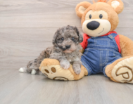 8 week old Havapoo Puppy For Sale - Puppy Love PR