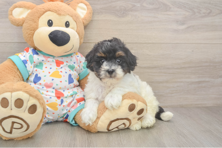 Havapoo Puppy for Adoption