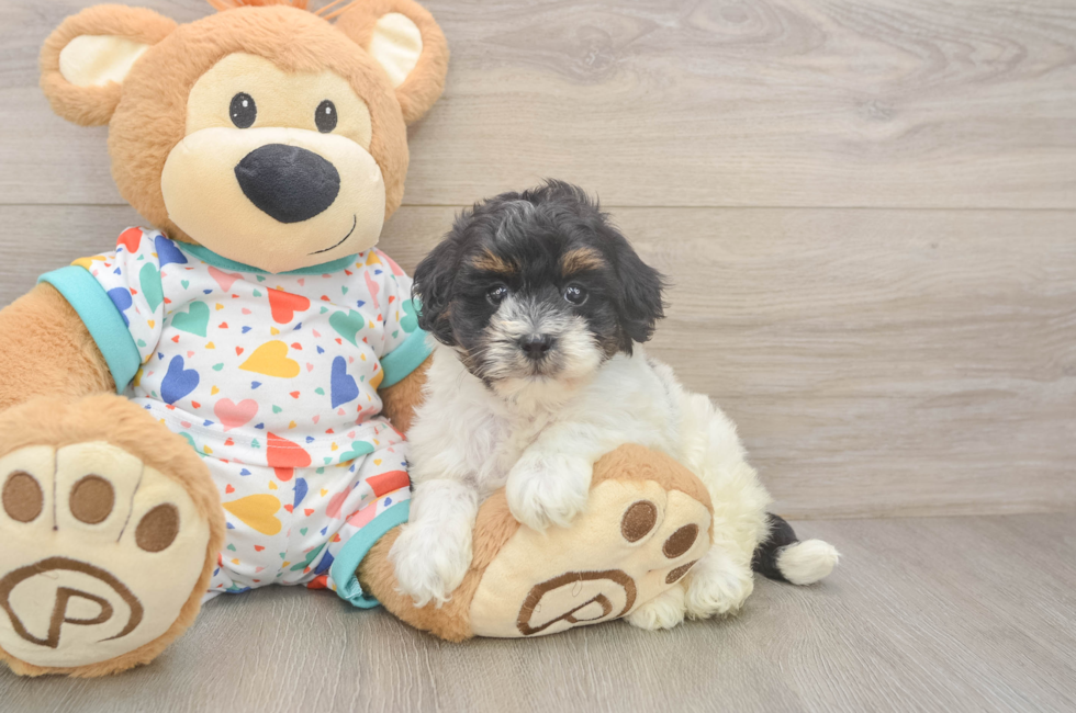 5 week old Havapoo Puppy For Sale - Puppy Love PR