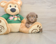 6 week old Havapoo Puppy For Sale - Puppy Love PR