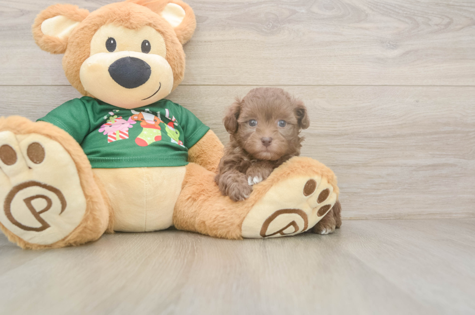 6 week old Havapoo Puppy For Sale - Puppy Love PR