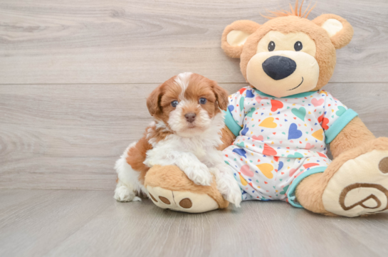 Fluffy Havapoo Poodle Mix Pup