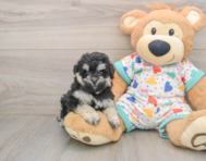 8 week old Havapoo Puppy For Sale - Puppy Love PR