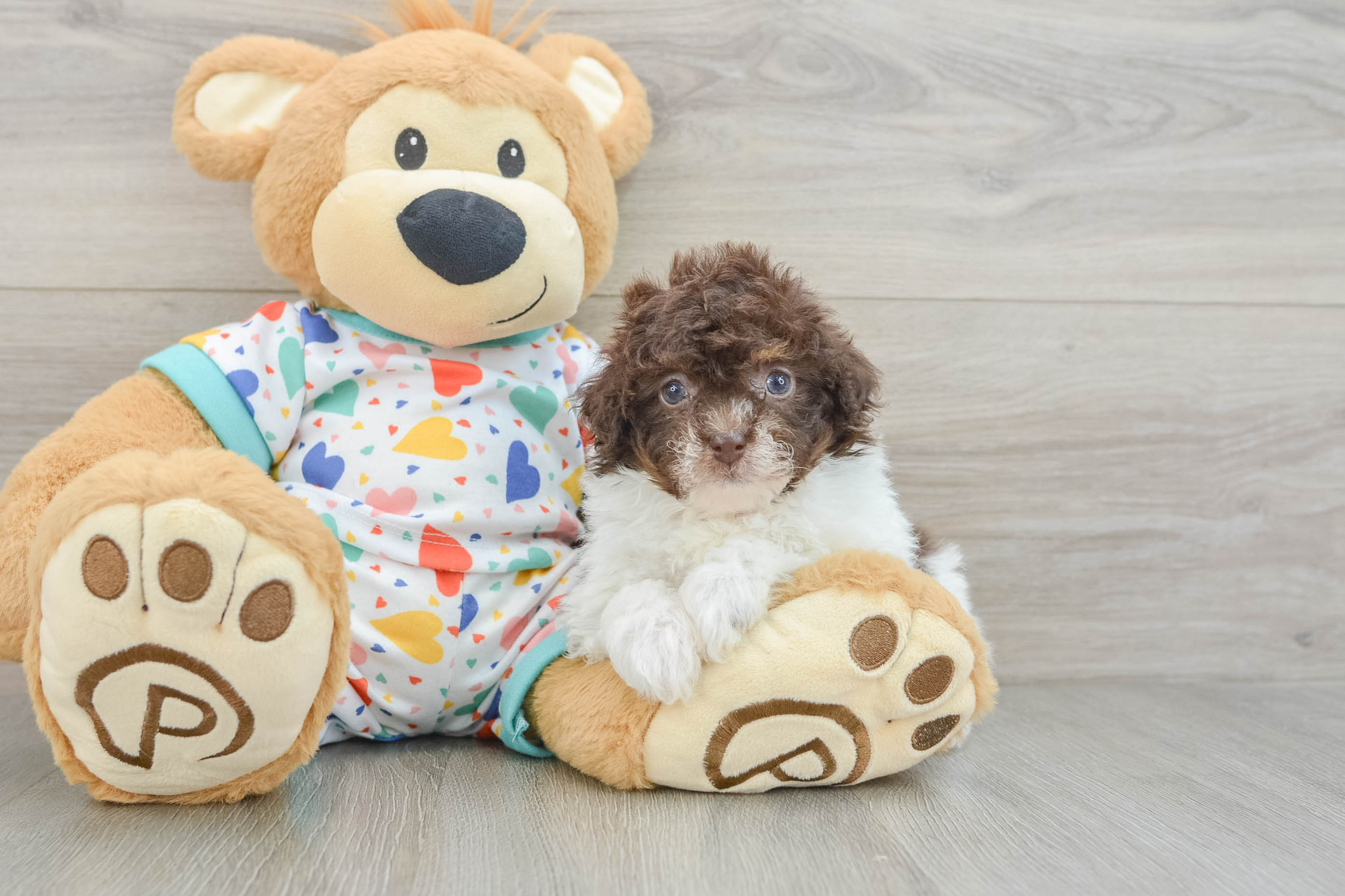 Havapoo Pup Being Cute