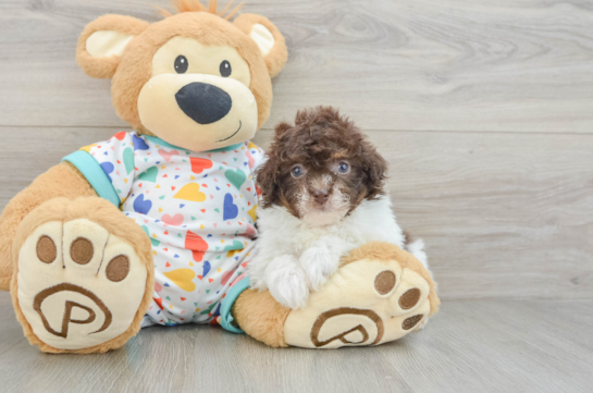 Havapoo Pup Being Cute