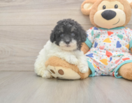 8 week old Havapoo Puppy For Sale - Puppy Love PR