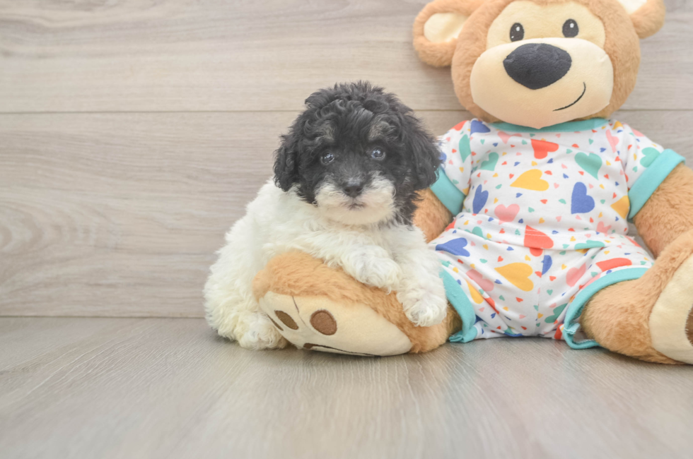5 week old Havapoo Puppy For Sale - Puppy Love PR