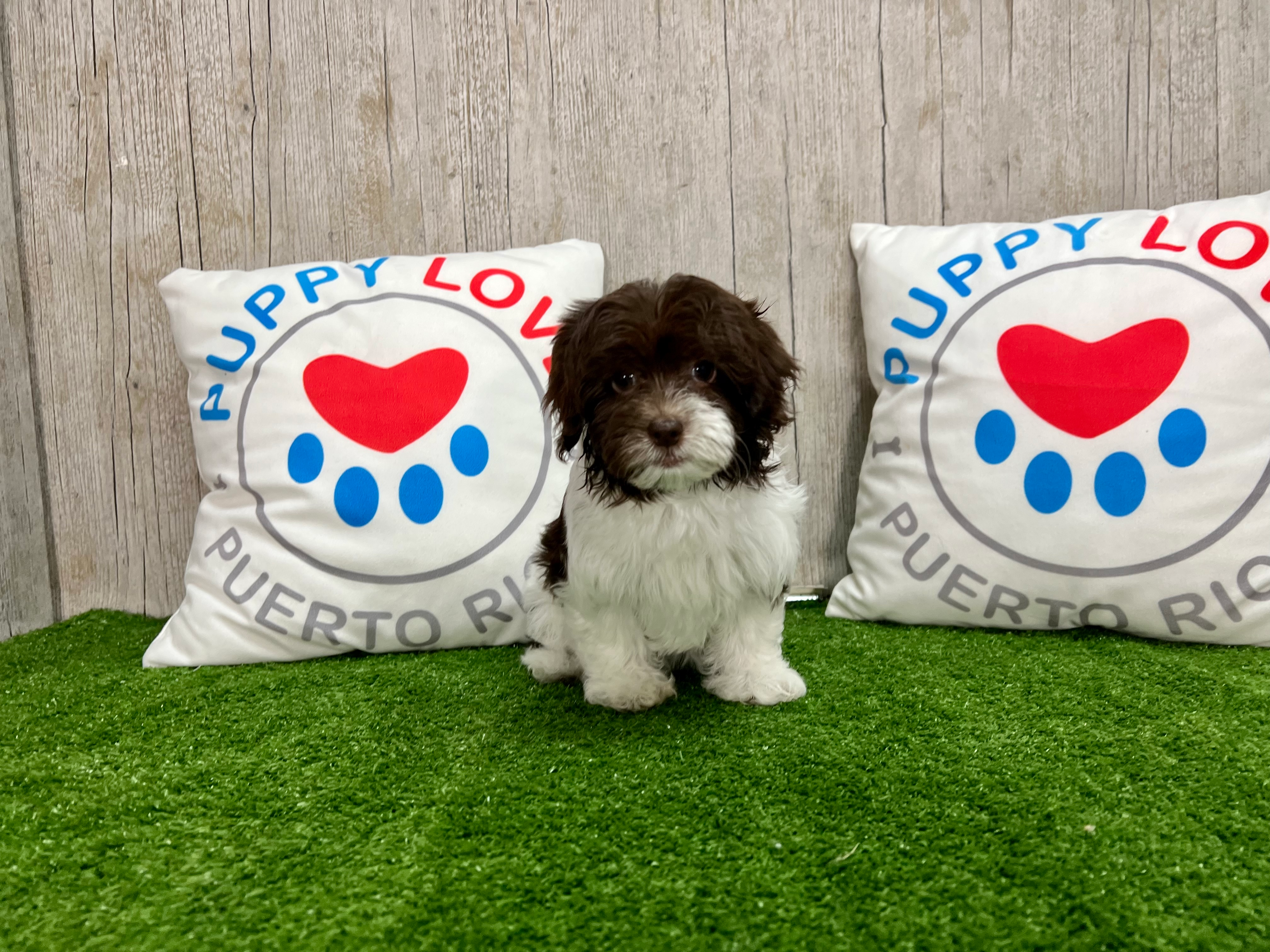 Cute Havapoo Poodle Mix Pup