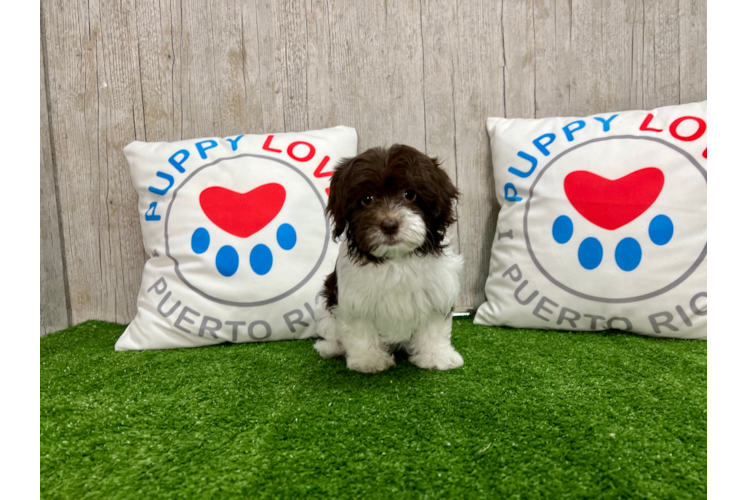 Cute Havapoo Poodle Mix Pup