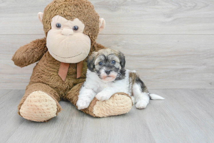 Meet Vinnie - our Havapoo Puppy Photo 1/3 - Puppy Love PR Havapoo Puppy for Adoption