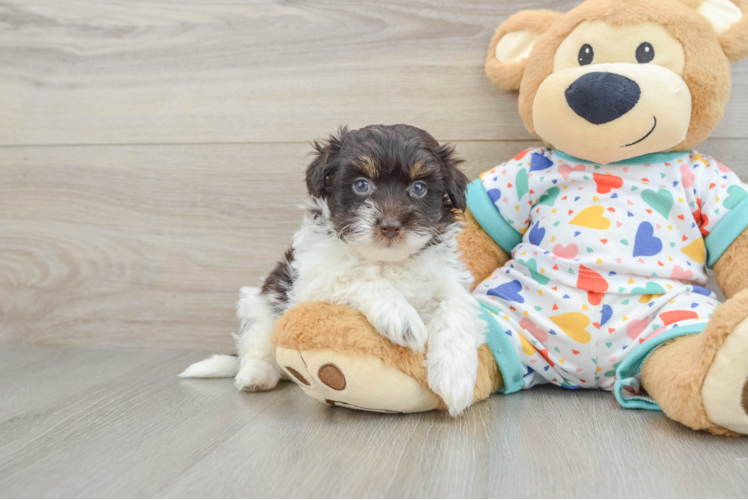 Playful Havadoodle Poodle Mix Puppy
