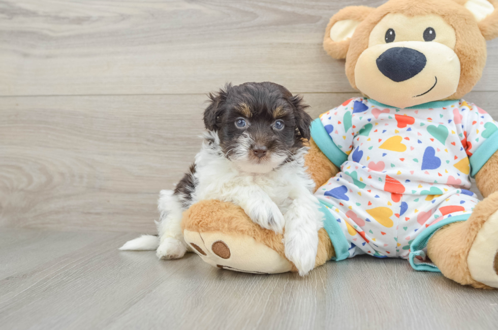 5 week old Havapoo Puppy For Sale - Puppy Love PR