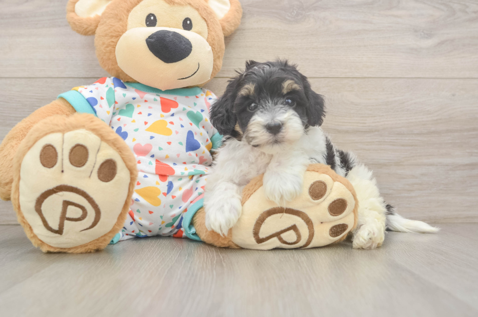 5 week old Havapoo Puppy For Sale - Puppy Love PR