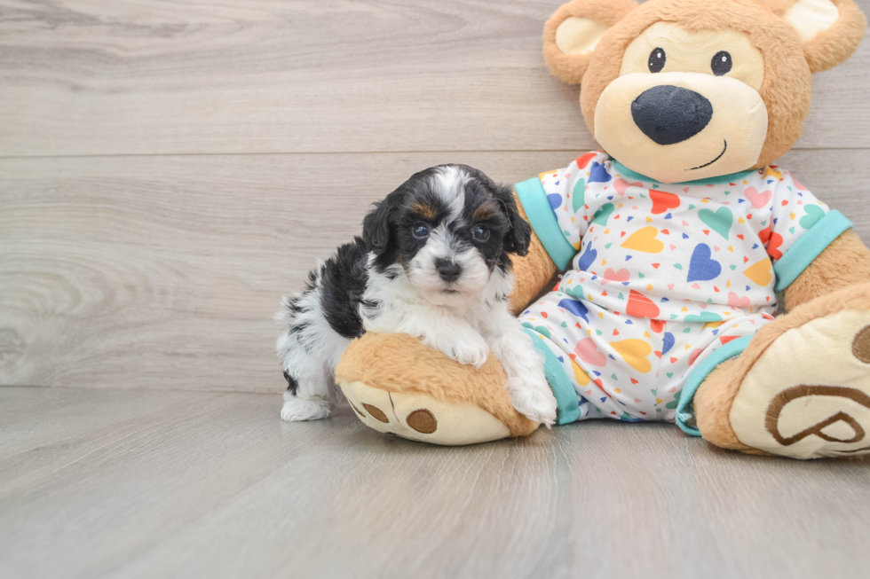 Havapoo Puppy for Adoption