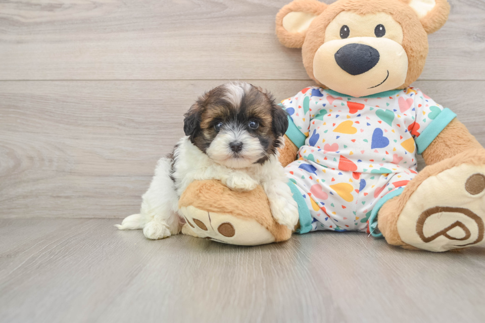 Havapoo Puppy for Adoption