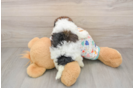 Energetic Havadoodle Poodle Mix Puppy