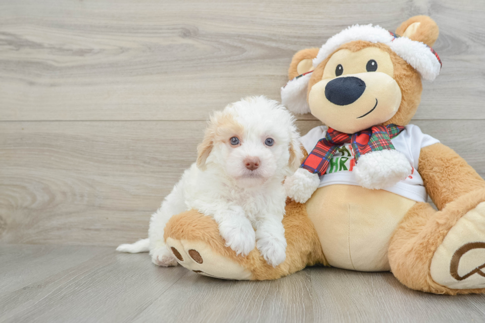 Adorable Havadoodle Poodle Mix Puppy